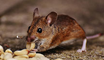 24 Hour & Emergency Exterminators in Minturn, CO